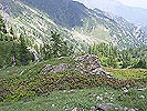 patrimonio fioristico alpino della Val Pellice