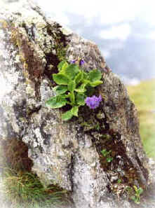 ...  possibile farsi un'idea del patrimonio fioristico alpino della Val Pellice   foto di  R. Scottish