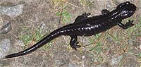 La salamandra Lanza es un anfibio que vive en lugares hmedos y fros, en los prados altos.