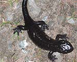 salamandra di Lanza (Pian del Re) Foto di Paolo Martina