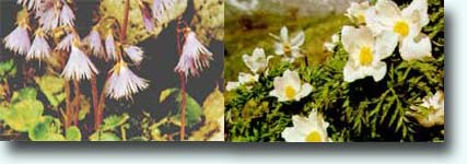SOLDANELLA (Primulaceae) e ANEMONA DE LOS ALPES