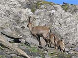 la cabra de monte (stambecco) (CAPRA IBEX IBEX)