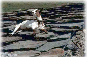 Siesta al alpe crusenna ( � Idea Foto)
