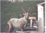  al Soardi � Foto di S.Benech